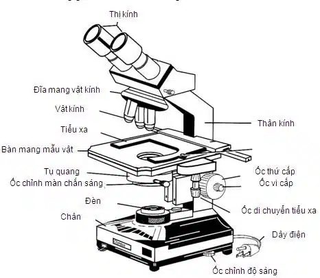 cau-tao-kinh-hien-vi