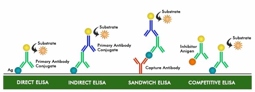 dinh-luong-protein-di-ung
