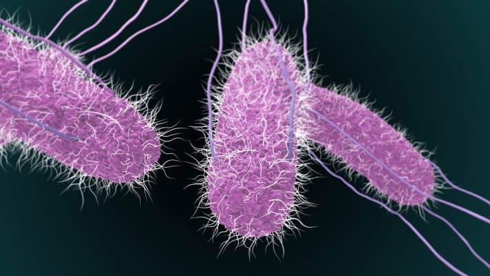 test-kiem-tra-nhanh-ecoli-va-salmonella