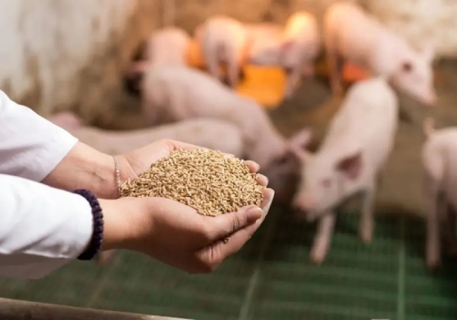 Béc phun dầu cá trong ngành thực phẩm và thức ăn chăn nuôi